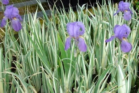 2 Iris Palida Variegata/Sweet Iris/Dalmation Iris 3.5 inch pots